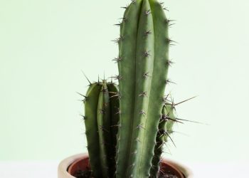¿Qué significa tener plantas con espinas en casa?