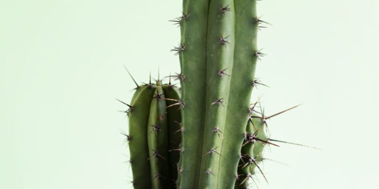 ¿Qué significa tener plantas con espinas en casa?