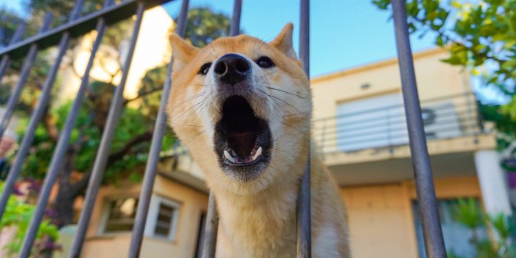 Mi perro ladra mucho…¿Qué puedo hacer?