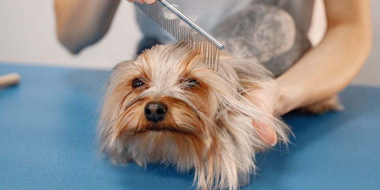 Consejos para mejorar el pelaje de tu perro