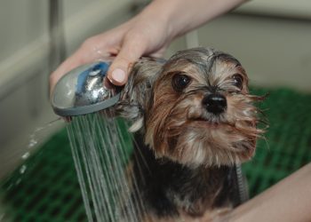 ¿Qué hacer cuando nuestra mascota odia el agua?