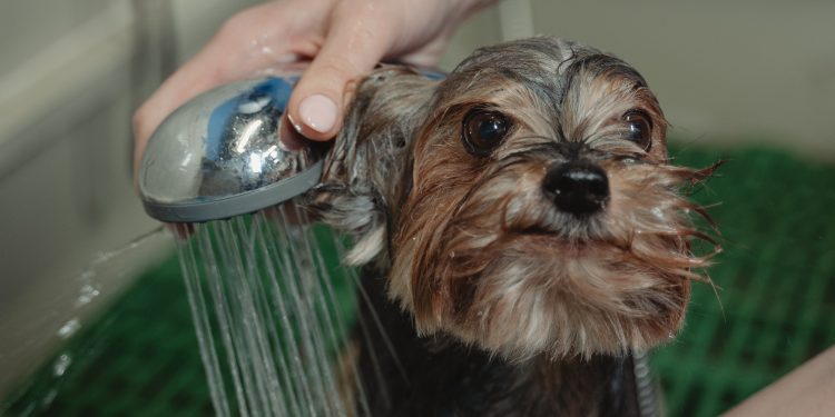 ¿Qué hacer cuando nuestra mascota odia el agua?