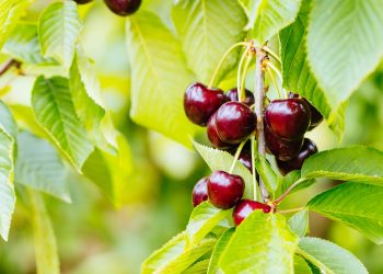 La Araucanía aumentó en un 9,5% aumentó su superficie frutícola