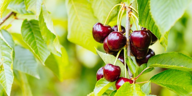 La Araucanía aumentó en un 9,5% aumentó su superficie frutícola