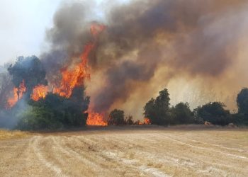 La Araucanía lidera investigaciones por incendios forestales