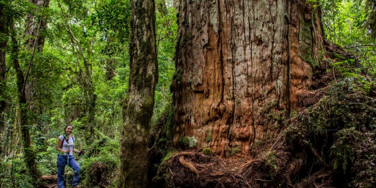 Corporación Alerce invita al lanzamiento del proyecto “Un viaje a través del tiempo, desde que el alerce tiene memoria”