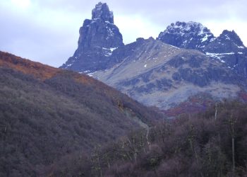 Bosques australes son resilientes a efectos del cambio climático