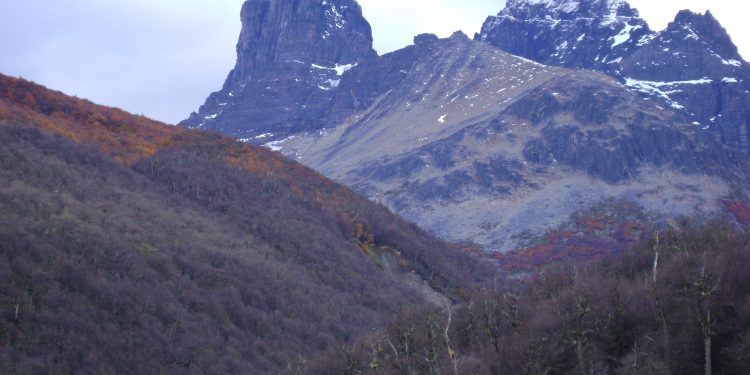 Bosques australes son resilientes a efectos del cambio climático