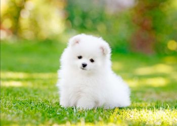Cinco consejos para viajar seguro con tu perro