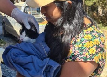 Vacunación masiva de mascotas en La Araucanía