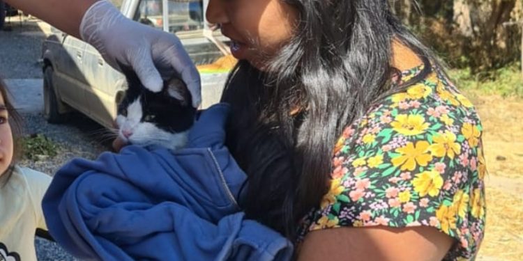 Vacunación masiva de mascotas en La Araucanía