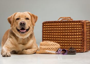 Hotel para mascotas: lo que debes saber