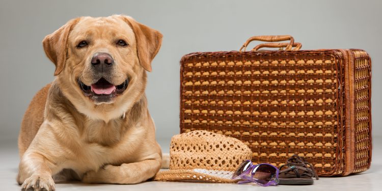 Hotel para mascotas: lo que debes saber