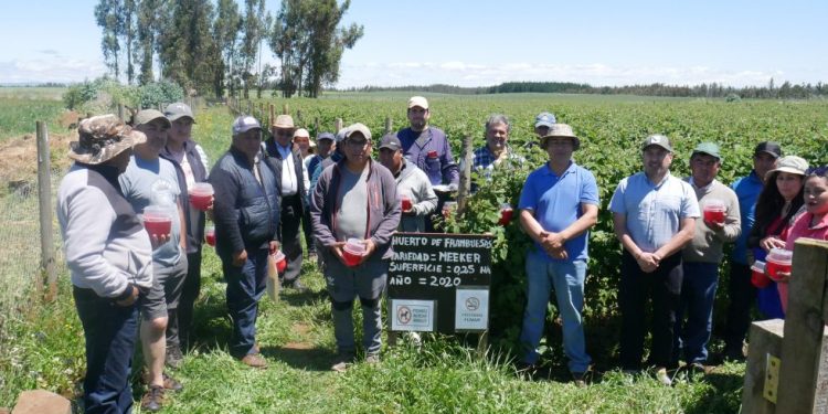 Programa Araucanía Frutícola abre convocatoria