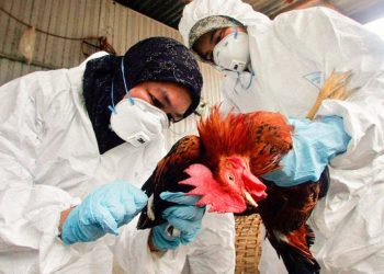 Primer caso humano de gripe aviar en Chile