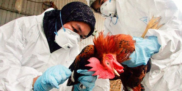 Primer caso humano de gripe aviar en Chile