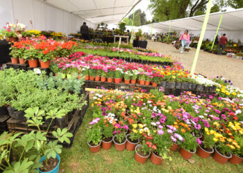 Expoflores 2025 se desarrollará este fin de semana en Temuco