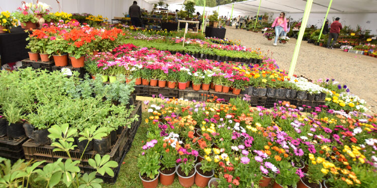 Expoflores 2025 se desarrollará este fin de semana en Temuco