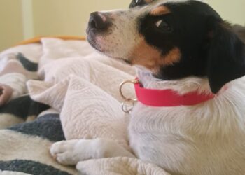 SAG exigirá identificación individual de perros y gatos para su ingreso a Chile