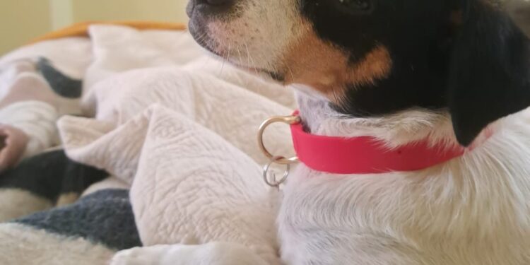 SAG exigirá identificación individual de perros y gatos para su ingreso a Chile