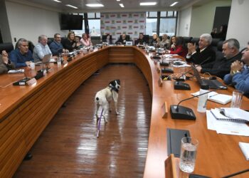Gobierno Regional aprueba proyecto para Temuco por más de $850 millones para el control de la sobrepoblación de mascotas