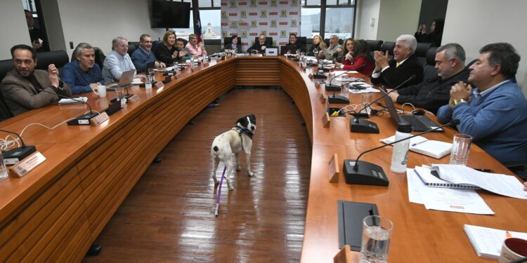 Gobierno Regional aprueba proyecto para Temuco por más de $850 millones para el control de la sobrepoblación de mascotas